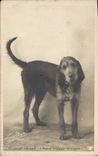 CPA Chien Chiens Boule de son Chien griffon courant 