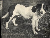 Vintage Postcard Chien Dogs I am Mars of the boarding school of Tassin