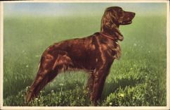 Vintage Postcard Dog Dogs Spaniel