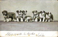 CPA Chien Chiens 