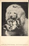 Vintage Postcard Dog Dogs Poodle Cat Cats Kitten