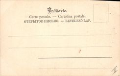 Vintage Postcard Dog Dogs Poodle Cat Cats Kitten