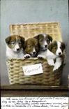 CPA Chien Chiens Express 