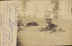 CHART PHOTO Dog Dogs Saint Julien