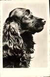 CPA Chien Chiens 