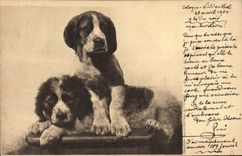 CPA Chien Chiens 