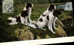 CPA Chien Chiens 