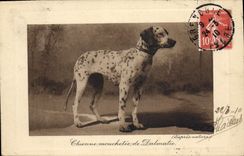 CPA Chien Chiens Chienne mouchetee de Dalmatie 
