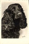 CPA Chien Chiens Epagneul 