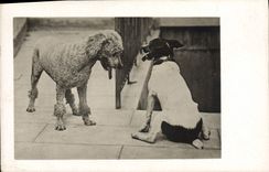 CARTE PHOTO Chien Chiens Caniche 