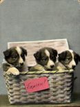 CPA Chien Chiens Express 
