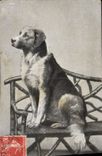 CPA Chien Chiens 