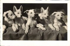 CPA Chien Chiens 
