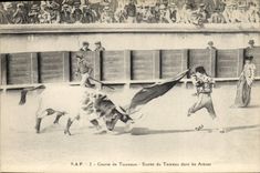 CPA Corrida Taureau Course de taureaux Entree du taureau dans les arenes 