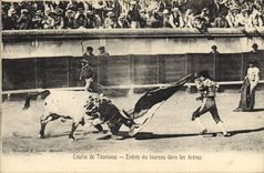 CPA Corrida Taureau Course de taureaux Entree du taureau dans les arenes 