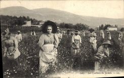 Vintage Postcard Gathering of the jasmine