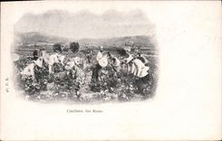 CPA Cueillette des roses 