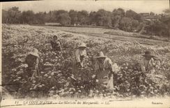 CPA Cueillette des marguerites Cote d'Azur 