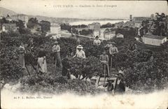 CPA Cueillette de fleurs d'orangers Cote d'Azur 