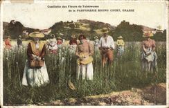 CPA Cueillette des fleurs de Tubereuses de la Parfumerie Bruno Court Grasse 