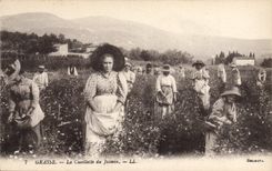 CPA Cueillette du jasmin Grasse 