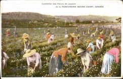 CPA Cueillette des fleurs de jasmin de la Parfumerie Bruno Court Grasse 
