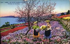 Vintage Postcard Cueillette Field of cloves Dimensions Azure