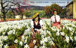 Vintage Postcard Cueillette Dimensions Azure Field of narcisses