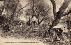 CPA Cueillette des violettes Cote d'Azur 