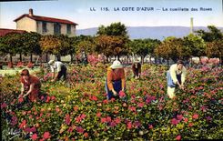 CPA Cueillette des roses Cote d'Azur 