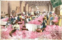 CPA Cueillette Parfumerie Bruno Court Grasse Triage des roses 