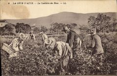 CPA Cueillette des roses Cote d'Azur 