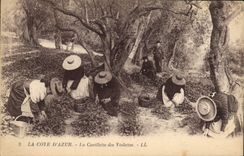 CPA Cueillette des violettes Cote d'Azur 