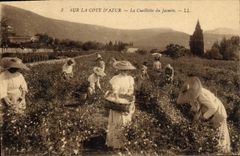 CPA Cueillette du jasmin Cote d'Azur 