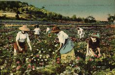 CPA Cueillette des roses Cote d'Azur 
