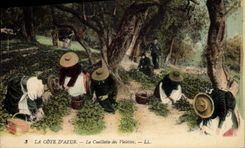 CPA Cueillette des violettes Cote d'Azur 