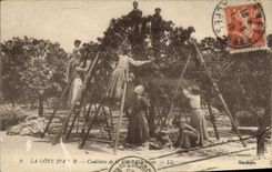 CPA Cueillette de la fleur d'oranger Cote d'Azur 