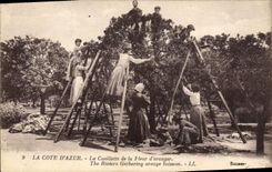 CPA Cueillette de la fleur d'oranger Cote d'Azur 