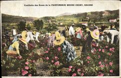 CPA Cueillette des roses de la Parfumerie Bruno Court Grasse 