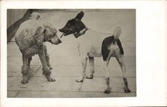 CARTE PHOTO Chiens Chien 