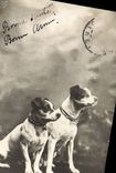 CPA Chiens Chien 