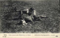 CPA Chiens Chien ambulancier decouvrant un blesse Croix Rouge Militaria 