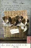 CPA Chiens Chien 