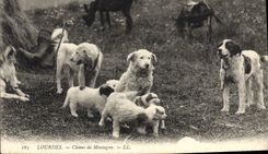 CPA Chiens de montagne Lourdes Chien 