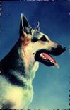 Modern Postcard Dogs Dog Shepherd