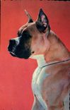 Modern Postcard Dogs Dog Boxer