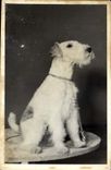 CPA Chiens Chien 