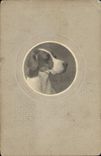 CPA Chiens Chien 
