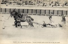 CPA Corrida Course de taureaux Taureau entraine apres sa mort par le train de mulets 