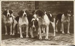 CPA Chasse a courre Chien Chiens 